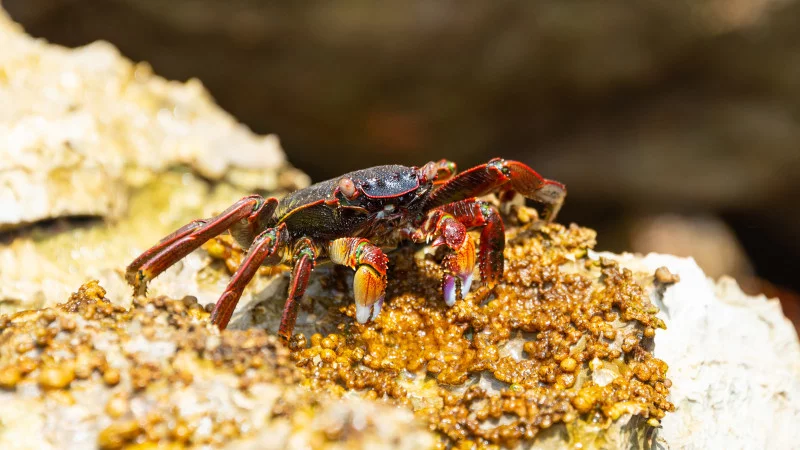 Crab on the beach in Oman Crab on the beach in Oman