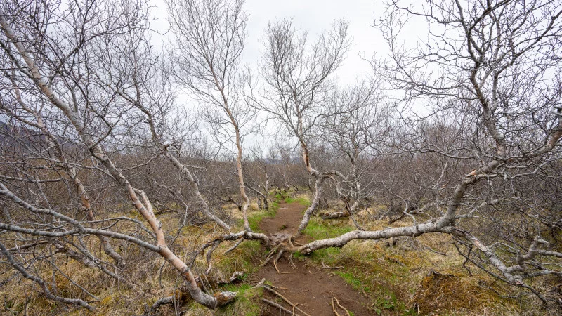 Birch forest in Iceland