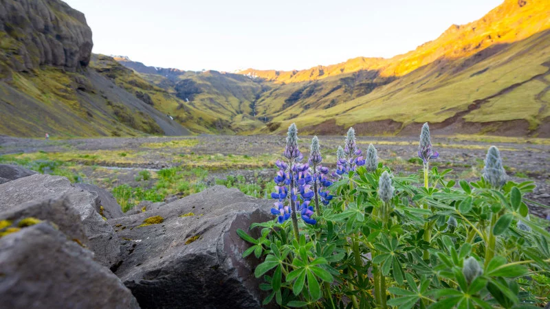 Lupinen auf dem Weg zur Seljavallalaug