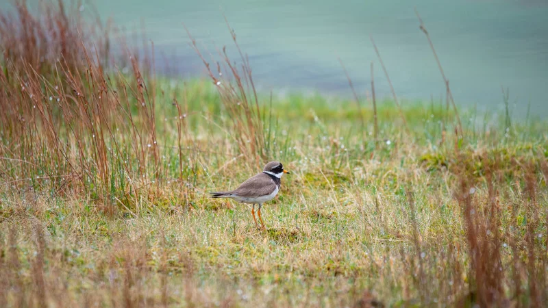 Island Vogel schwarz-grau