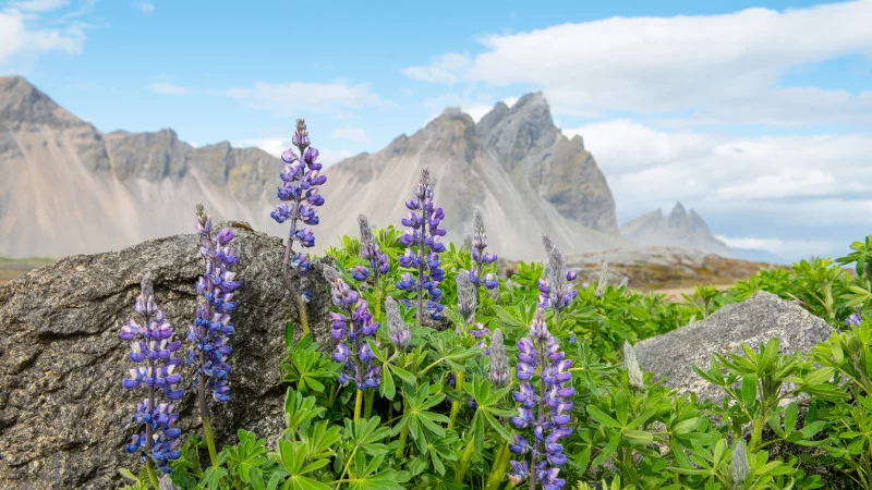 Lupins on Vestrahorn