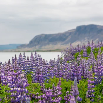 Lupine field in Iceland