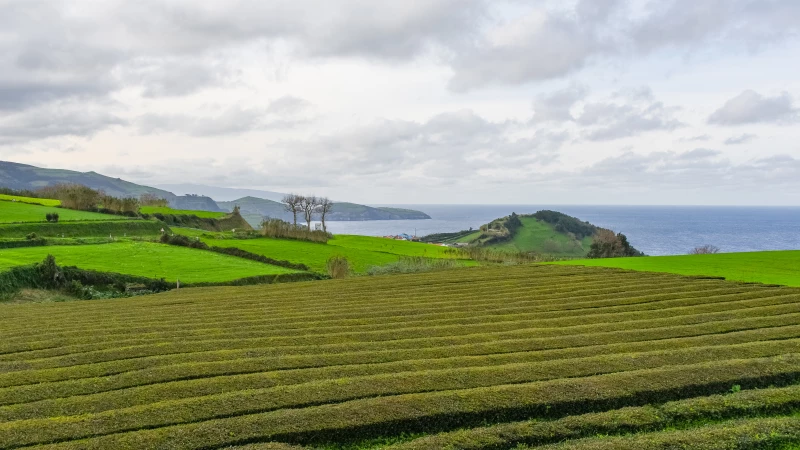 Tea plantation by the sea in the Azores