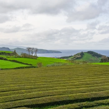 Tea plantation by the sea in the Azores