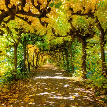 Pergola in the Bad Bruckenau state baths