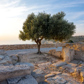 Tree in the sunset in the Kourion excavation