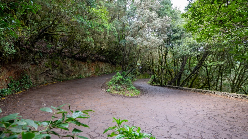 Switchback in the laurel forest