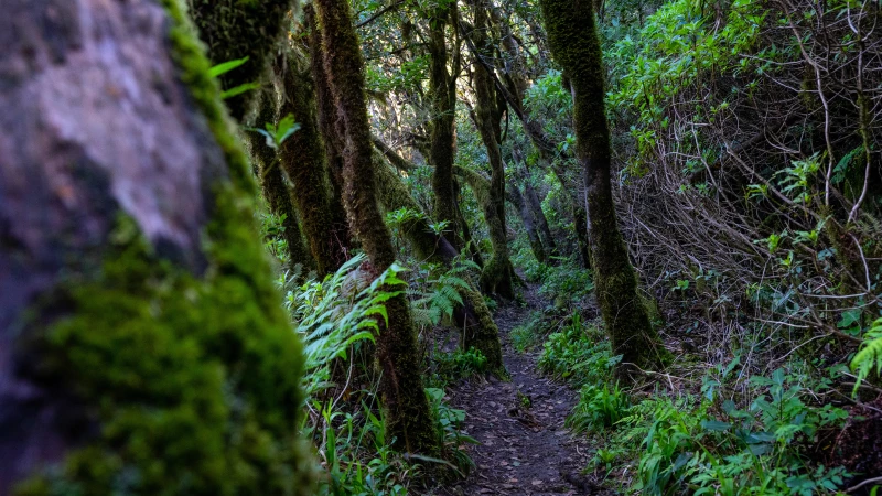 Hiking trail in the laurel forest