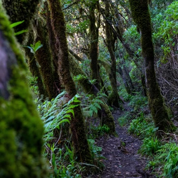 Hiking trail in the laurel forest