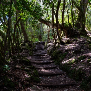Path in the Parque Nacional de Garajonay