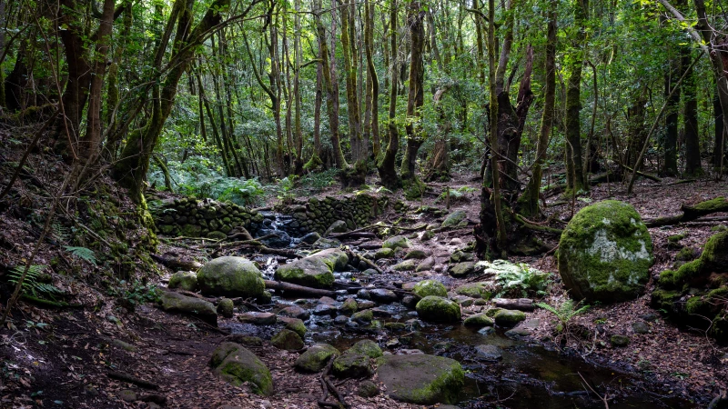 Fluss und Wasserfall im Wald