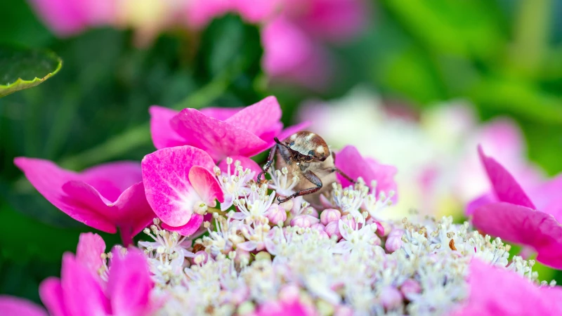 Cockchafer on a flower