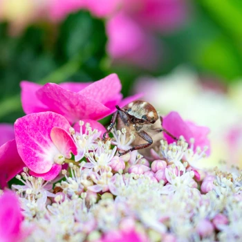 Cockchafer on a flower