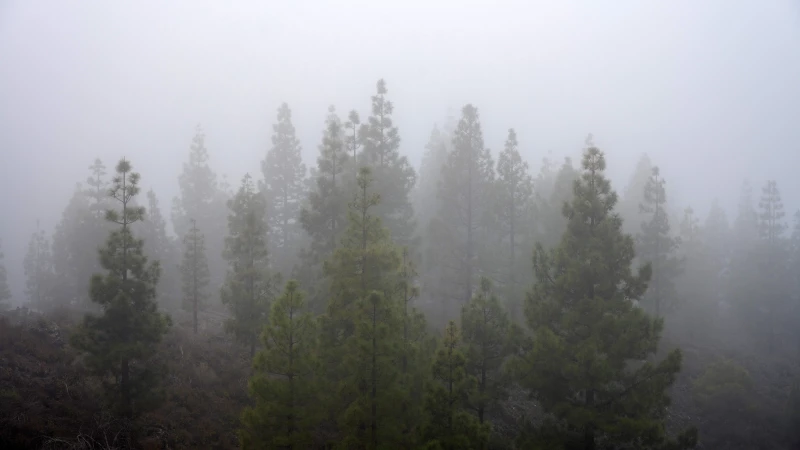 Trees in the fog