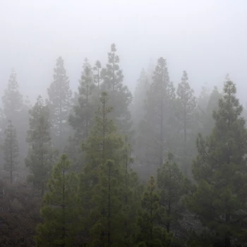 Bäume im Nebel