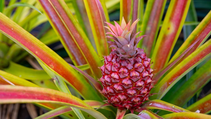 Pineapples on a plantation near Ponta Delgada