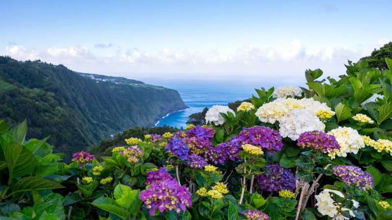 Hortensien auf Sao Miguel Hortensien auf Sao Miguel