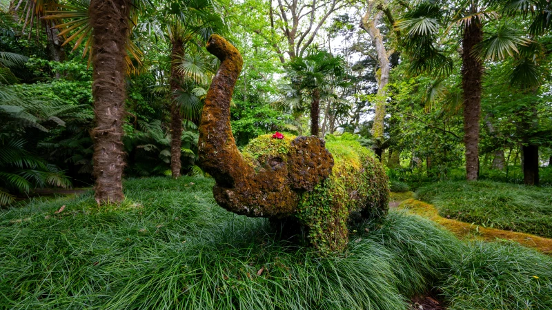 Elephant in the Azores