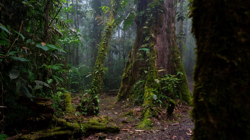 Zauberhafter Regenwald in Costa Rica Zauberhafter Regenwald in Costa Rica