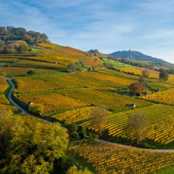 Bunte Weinberge