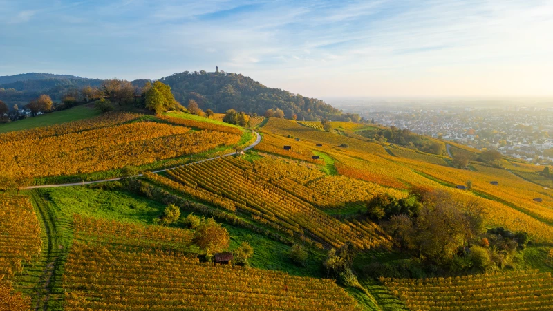 Autumnal vineyards in Heppenheim Autumnal vineyards in Heppenheim