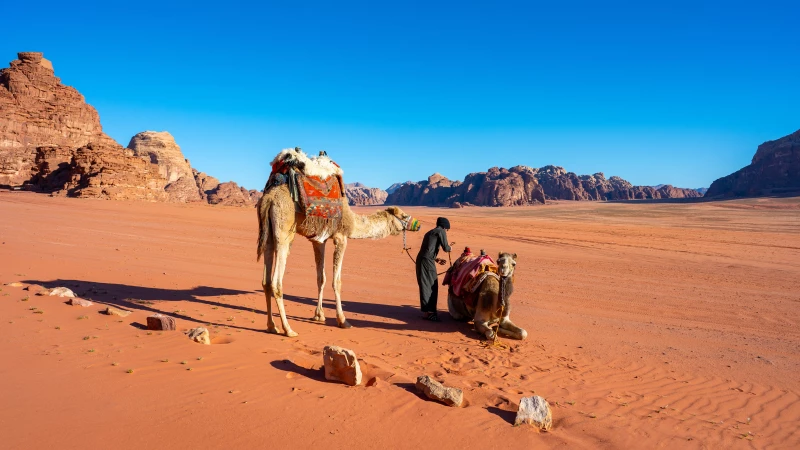 Camel tour in the desert Camel tour in the desert