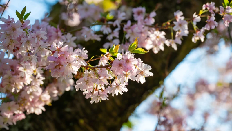 Cherry blossom in the Schwetzingen Palace Gardens Cherry blossom in the Schwetzingen Palace Gardens