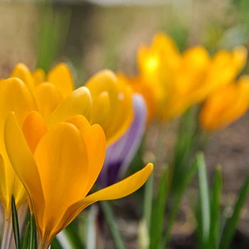 Gelber Krokus im Frühling