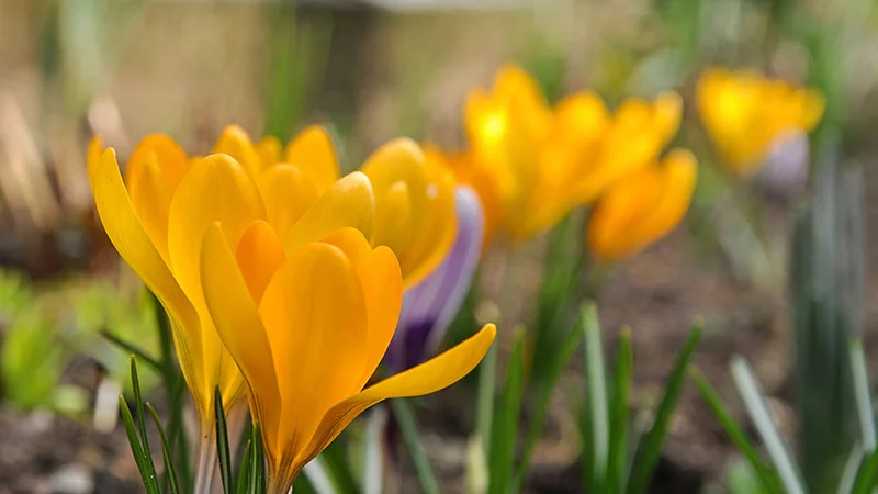 Gelber Krokus im Frühling