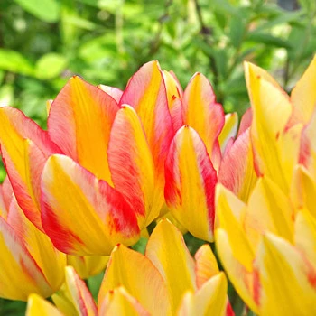 Gelbe Tulpen im Frühling