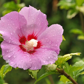 Picture hibiscus with pink blossom