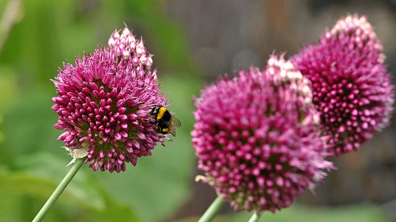 Schöne fleissige Biene auf Blume