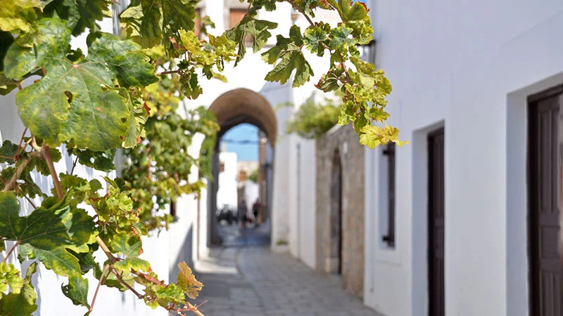 Wineplant in Lindos