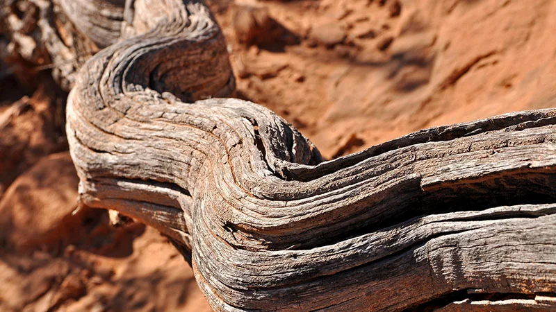 Trockenes Holz in der Wüste Wallpaper