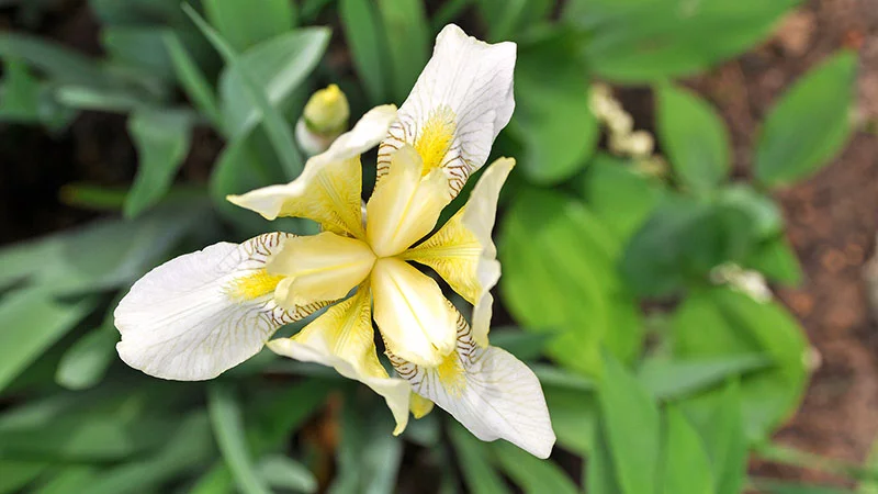 Blüte einer Schwertlilie Blüte einer Schwertlilie