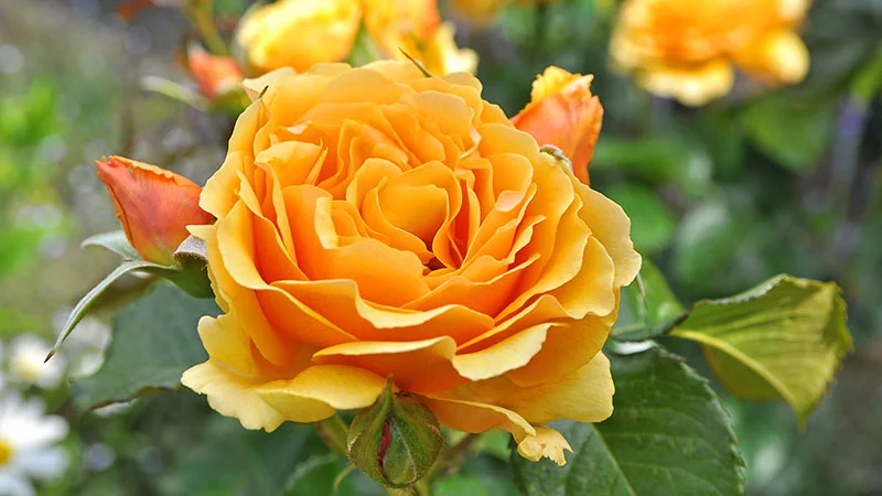 Gelbe Rose Gelbe Rose
