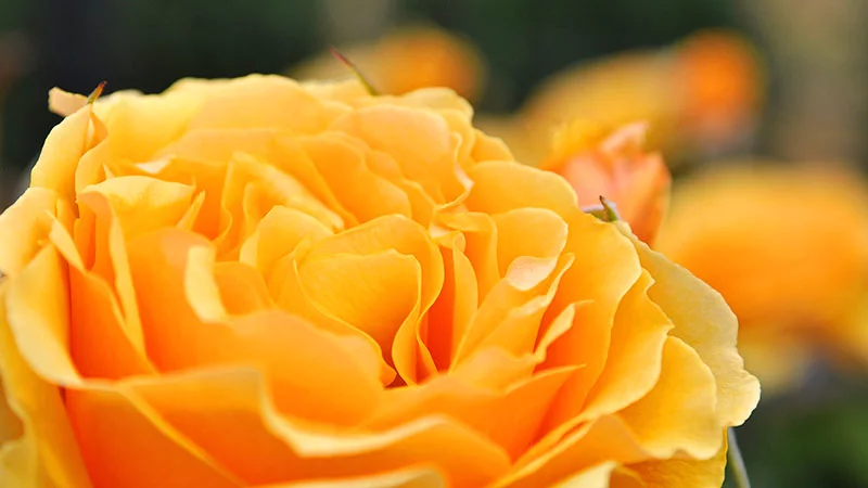 Yellow rose blossom Yellow rose blossom
