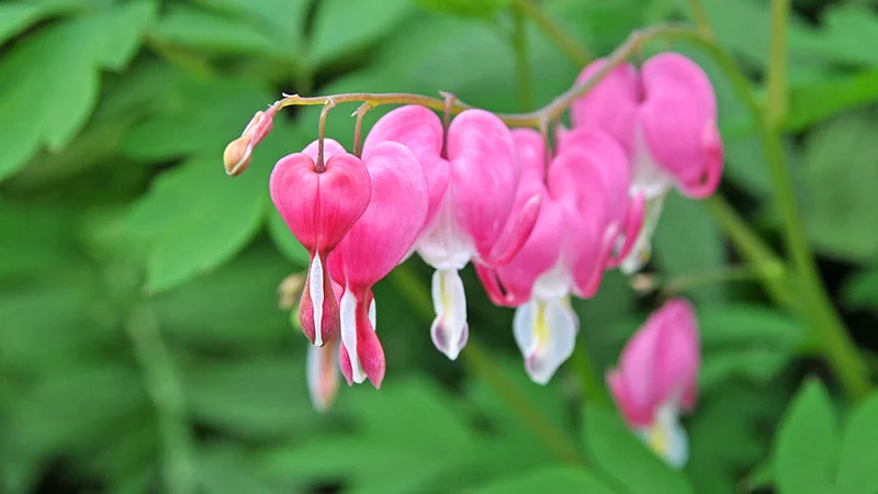 Bleeding Heart Flowers