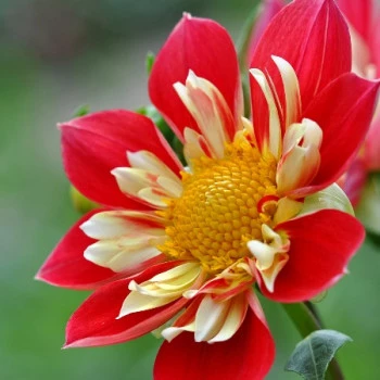Schöne rot gelbe Blüte