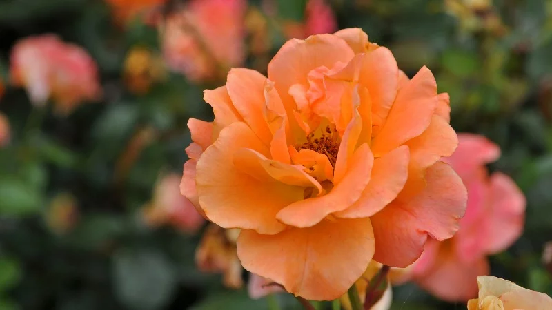 Rose petals in orange