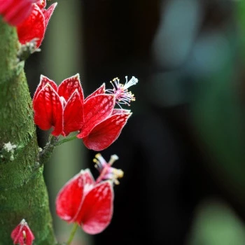 Malvengewächs mit roten Blüten am Stamm