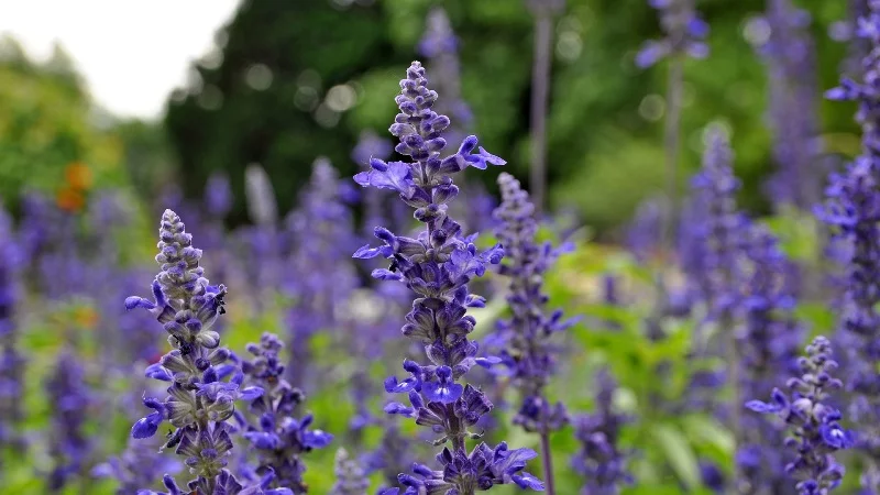 Lavendelblüten in Nahaufnahme