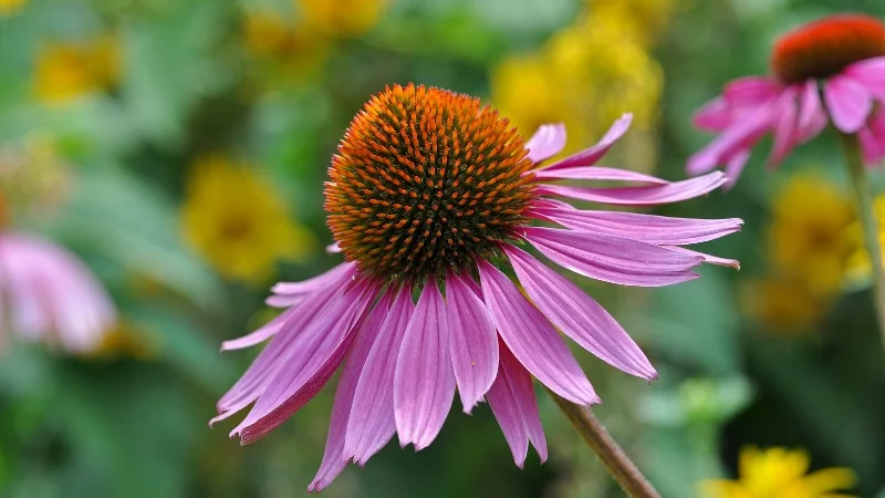 Purple Coneflower as HD Wallpaper