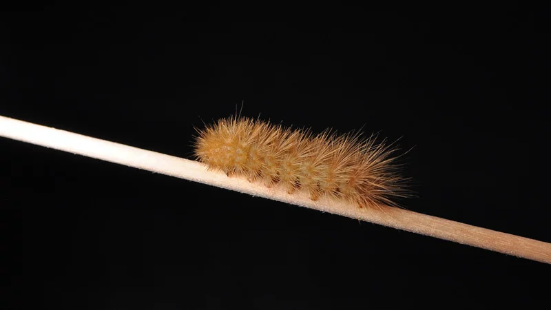 Bushy brown caterpillar Bushy brown caterpillar