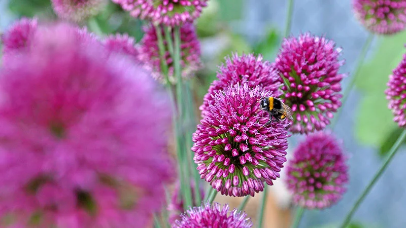 Fleissige Biene auf einer Blüte