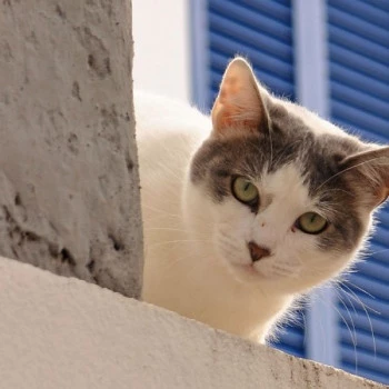 White cat on Madeira