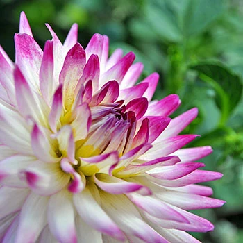 Dahlia in white-violet