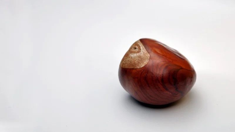 Chestnut on white background Chestnut on white background