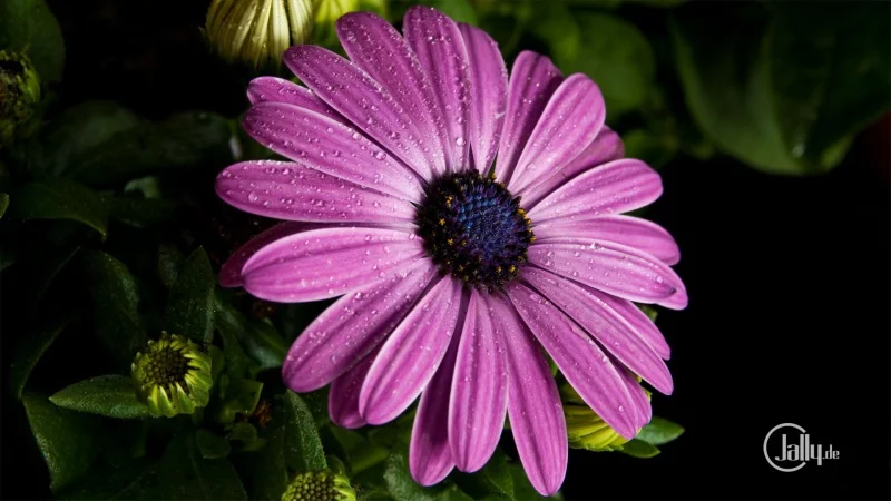 Cape Carrot Blossom in violet