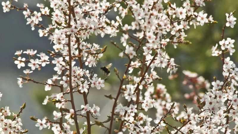 Fliegende Hummel zwischen Frühligsblüten